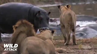 Lion vs Hippo   Lion's Jaw is Breaking Off