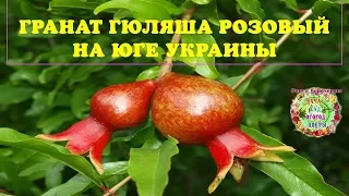 Гранат Гюляша розовый на юге Украины