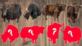 CUTE ANIMALS  Musk Ox Puzzle Video (Choose The Right Musk Ox Puzzle)