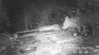 Fuchs, Igel, Marder, Waschbär - das große vegane Fressen in meinem Garten 12.04.2024 Rettet die Igel