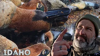 LIMITS of Ducks in the Mountains (and AWESOME goose shoot!!!)