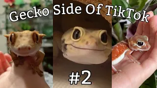 Gecko Side Of TikTok #2