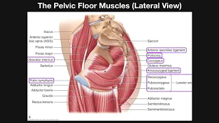 The Pelvic Floor Muscles (Part 2) | Origins, Insertions, Actions, Etc.