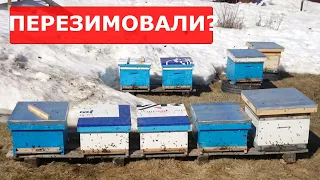 ДВА ВЕСЕННИХ ДНЯ НА ПАСЕКЕ/ ОБЛЁТ 2020/ сила семей карника, бакфаст