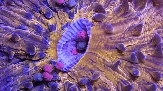 Time-Lapse: Bizarre, Beautiful Ocean Creatures | Short Film Showcase