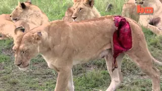 Graphic Footage of Lioness Mauled by Buffalo R-F
