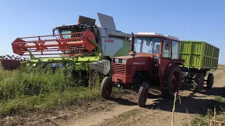 Recoltat Floarea Soarelui 🌻 Harvesting SunFlower 2021 🌻 Claas Tucano 420 ~ 3x Universal 650M & RBA7