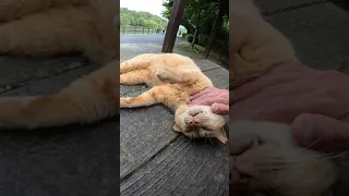 Cute Cat gets the Purr | Cats to Relax