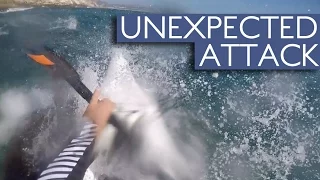 Shocking: Seal Attacks Kayaker