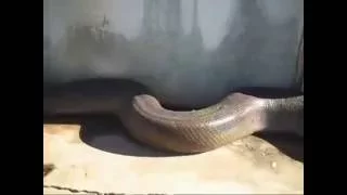 Самая крупная змея в мире найдена мертвой в Кыргызстане