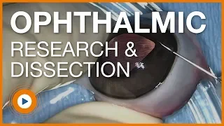 Ophthalmic Rabbit Eye Dissection Research Procedure