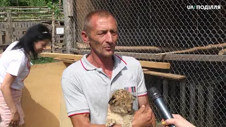 Ветеринар оглянув та вакцинував левенят, які народились 10 днів томунтрі реабілітації диких тварин.
