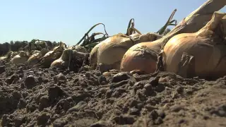 Vidalia Onion Harvesting Is Underway