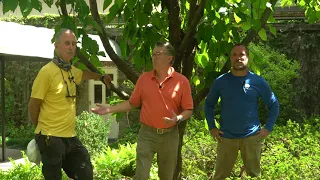 Pruning the Dove Tree