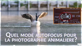 Quel mode autofocus pour la photographie animalière?