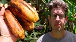 Going, er, Growing Bananas: A Staple Survival Food (TCEG Episode 7)