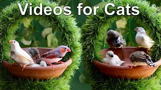 Videos for Cats to Watch 8 Hour Birds | Cat TV Entertainment | Finches Birds Movie - 4K UHD