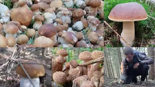 Файні Біллі Гриби🍄Гриби 🍄🍁🍁🍁🍁 Карпати 2023 Верховина осінь сизон грибів