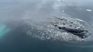 Encounter with a Humpback whale Flandres Bay Antarctica 2023