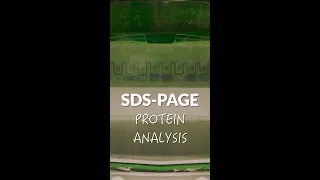 Protein analysis through SDS-PAGE #shorts