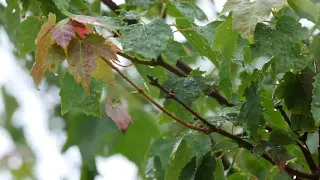 10시간 조용한 절, 대나무 숲에 내리는 빗소리, 불면증 해소와 안정을 위한 비오는소리 asmr