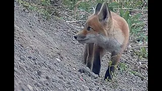 Fox cubs growing up: Part 3