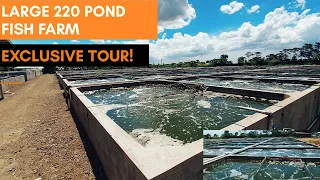 WITH OVER 220 POND, This is the most amazing fish farm ever, exclusive tour I VLOG