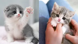 FUNNIEST And CUTEST CAT VIDEOS 😸 2022 -Don't try to hold back Laughter 😂| MeowLand