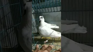 Щекатые двухчубые бакинцы #бишкек #pigeon #голуби #kabootar #бакинцы #шекатые