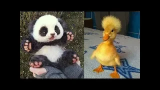 Cute baby animals Videos Compilation cutest moment of the animals   Soo Cute! #1 1