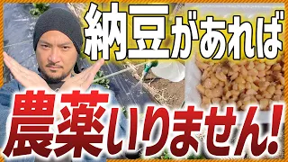 【納豆菌で元気野菜】納豆培養液を作れば家庭菜園の失敗が激減します！