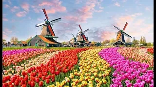 The World's Biggest Flower Garden in Amsterdam - Keukenhof Gardens