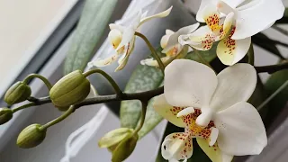 Новые роспуски и небольшой обзор 🥀🥀🥀#phalaenopsis