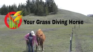 HOW TO STOP YOUR GRASS DIVING HORSE FOR GOOD