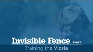 Training a Vizsla to Use Invisible Fence® Brand System