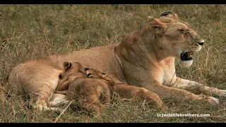 Cute! First milk then meat for 2 month old lion cubs (put sound on!)