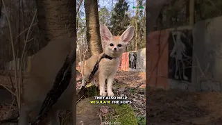 Fennec Fox | The Prince Of A Desert