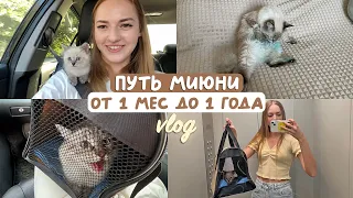 МЫ ЗАВЕЛИ КОТЕНКА ❤️ первая треш ночь вместе, лечение ушного клеща, стерилизация в 10 месяцев