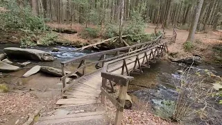 Hike to the Genett Poplar: Georgia's 2nd Largest Tree at Bear Creek Trail, Ellijay, Georgia