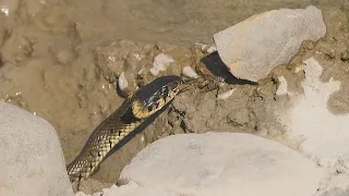 Small frogs try to escape from snakes / Las ranitas tratan de escapar de las serpientes