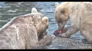 435 and cub eating at the falls - Explore.org July 30, 2021