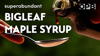 Bigleaf maple syrup is about more than just pancakes | Superabundant