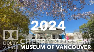 2024 Cherry Blossom - Museum of Vancouver | Vanier Park, Vancouver, BC March 29, 2024 [4K BIKE VIEW]