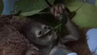 Rescued baby orangutan Asoka weighs just 2kg