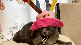 HAPPY 1st BIRTHDAY!! | Lucky Korat Cat