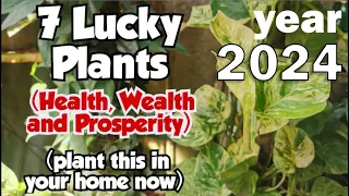 7 Lucky Plants for Home and Workplace in 2024 (Health, Wealth, and Prosperity)