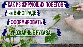 🍇 Чтобы не остаться БЕЗ УРОЖАЯ. Как правильно сформировать из ЖИРУЮЩИХ ПОБЕГОВ полноценные рукава.