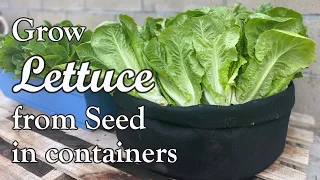 How to Grow Lettuce from Seed in Containers | from Seed to Harvest