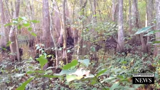 Real or Hoax? Man Films Skunk Ape/Bigfoot  in Mississippi