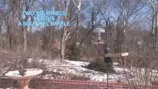 Two Squirrels Versus a Squirrel Baffle--NARRATED